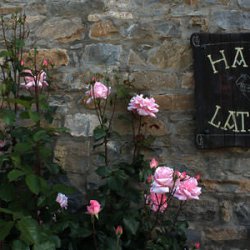 Надпись среди роз рядом с баром в Аинсе в Уэске