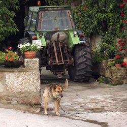 Собака-охранник теруэльской деревни Кабра де Мора