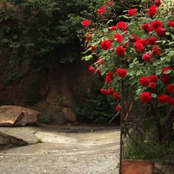 Множество роз в теруэльской деревне Кабра де Мора