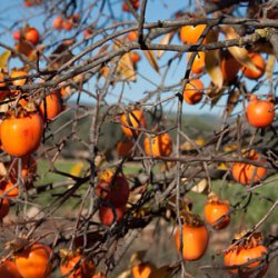 В декабре на голых ветках хурмы сохраняются только плоды