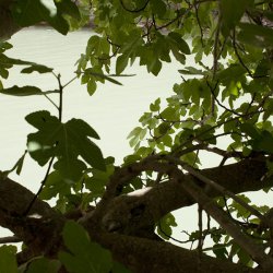 Инжирное дерево в Каньоне в устье реки Мундо в провинции Альбасете