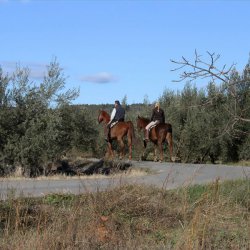 Caballos entre los caquis en Segorbe de Castellón
