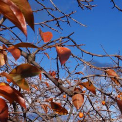 Листва хурмы осенью в саду рядом с городом Сегорбе в провинции Кастельон