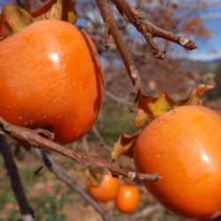 Frutas en Segorbe de Castellón