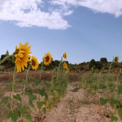 Girasoles en la provincia de Albacete
