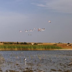 Полёты фламинго на лагуне в районе городка Петрола в провинции Альбасете