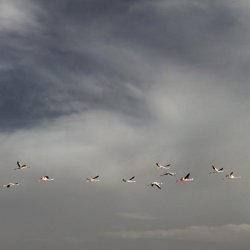 Полёт фламинго на лагуне в районе городка Петрола в провинции Альбасете