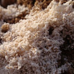 Покров соли на лагуне в районе деревни Корраль Рубио в провинции Альбасете