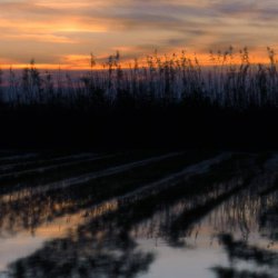 Ocasos en los campos de arroz en La Albufera de Valencia