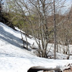 Природа Пиренейских гор