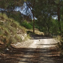 Perdices en alrededores de la presa El Cenajo en el río Segura en Albacete