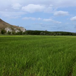 Рис в районе деревни Лас Минас в провинции Альбасете