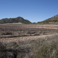 Paisaje de naturaleza en Enero en Alicante