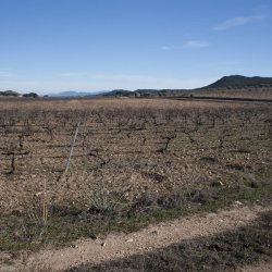 Виноградники в январе в провинции Аликанте