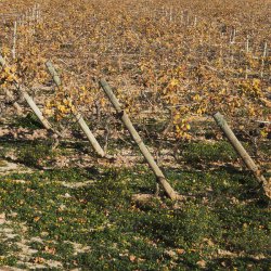 Primavera en Enero en los viñedos de Novelda en Alicante