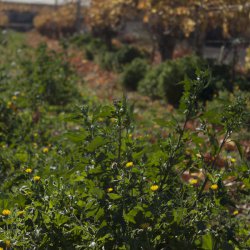 Январская весна в виноградниках при въезде в город Новельда в Аликанте
