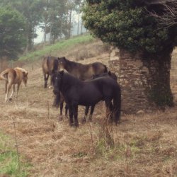 "Дикие" лошади в Отеле "Пасо де Террафейта"