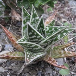 Aloe en el "Pazo de Terrafeita"