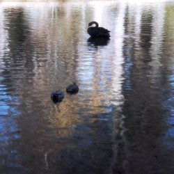 Черный лебедь Одиллия гордо скользит по озеру в Саду "Наследника Престола"