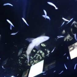 Над тобой в тоннеле плывет живая акула
