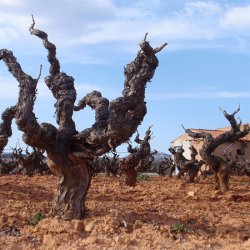 Винодельческие районы Испании