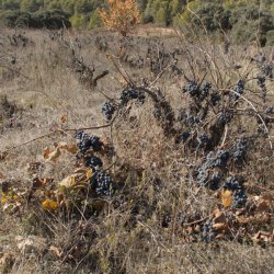 Заброшенные виноградники в винодельческом районе Утьель-Рекена в Валенсии