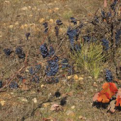 Plantas de uva trepadoras en la zona vinícola de Utiel-Requena en Valencia