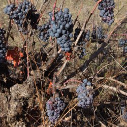 Uvas en los viñedos de la zona vinícola de Utiel-Requena en Valencia