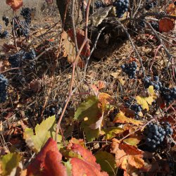 Необрабатываемый виноградник в винодельческом районе Утьель-Рекена в Валенсии