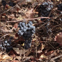Racimos de uvas en la zona vinícola de Utiel-Requena en Valencia