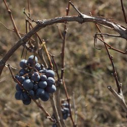 Причуды лозы в винодельческом районе Утьель-Рекена в Валенсии