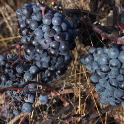 Uvas apetitosas en la zona vinícola de Utiel-Requena en Valencia