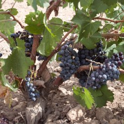 Виноградники винодельческой зоны Хумилья