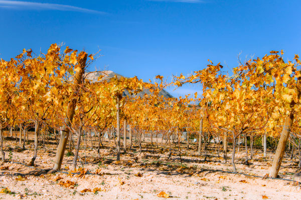 Январские виноградники в провинции Аликанте
