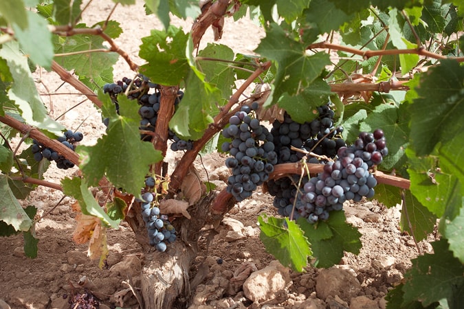 Гроздья черного винограда
