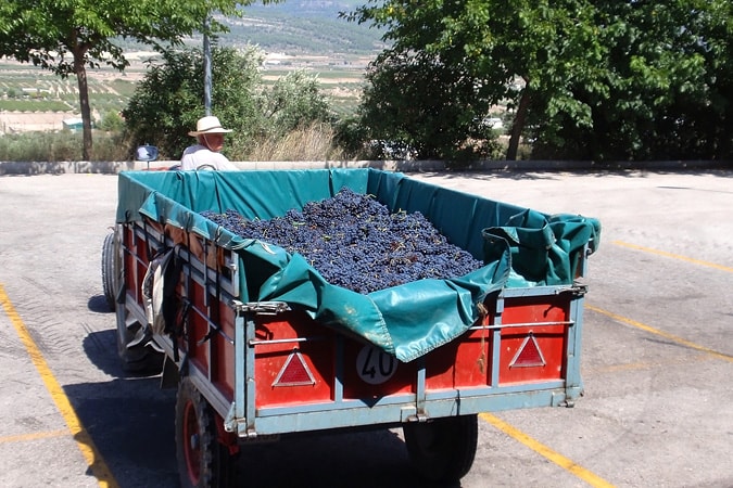 Собранный виноград привезли в винодельню Ла Винья (провинция Валенсия)