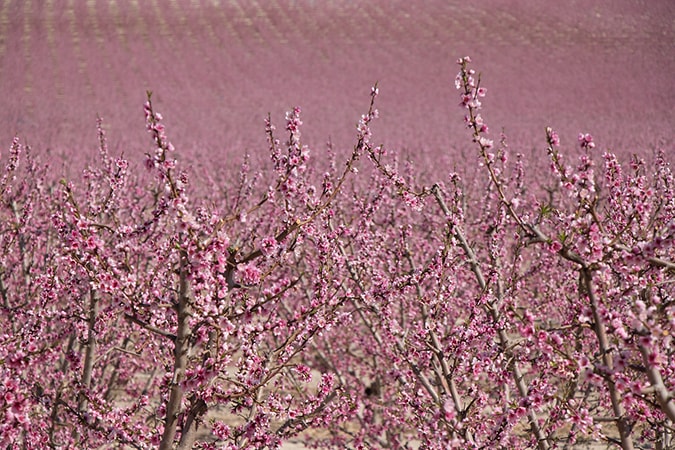 Розовая стена персиков