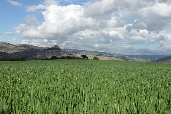 Поля зерновых в Альто Маэстразго