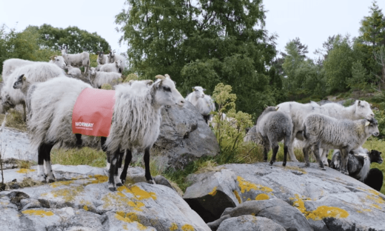 Овцы гуляют и снимают красоты на видеокамеру
