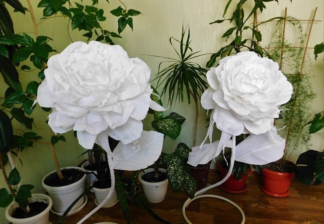 Ослепительно белые розы